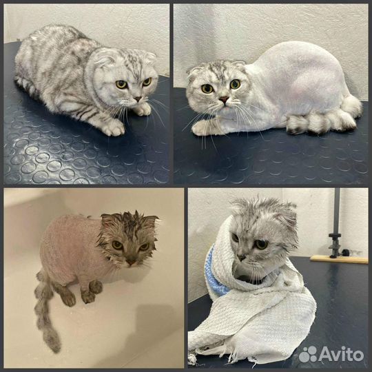 Груминг кошек