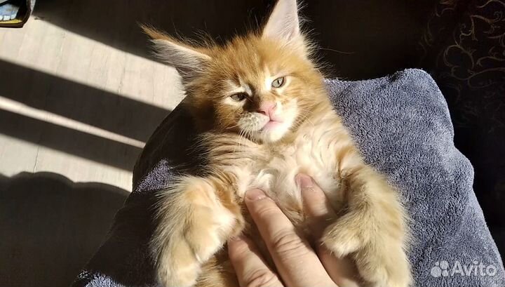 Котята мейн куны полидакты и классика
