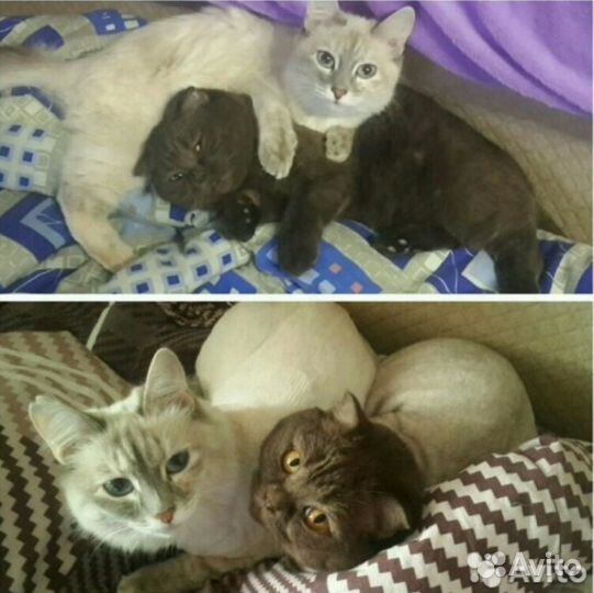 Стрижка кошек)