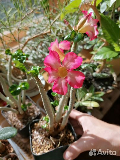 Адениум мини цветущий