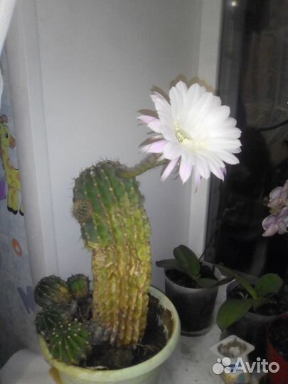 Кактусы Эхинопсис отростки, взрослые с корнями