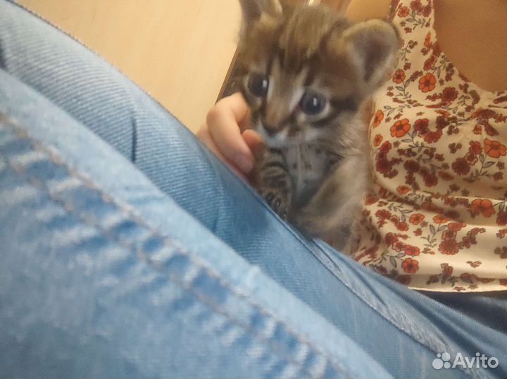 Котенок в добрые руки