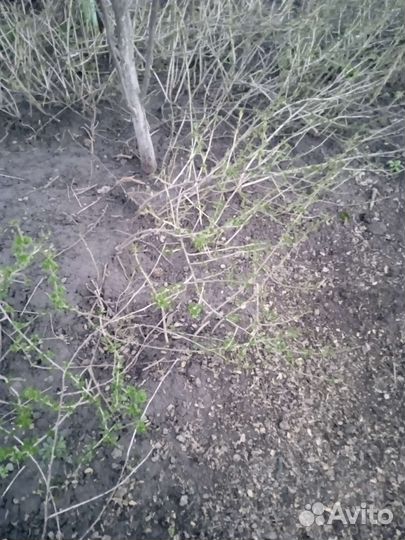 Кустики крвжовника