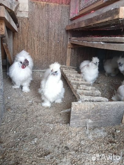 Китайские шелковые куры