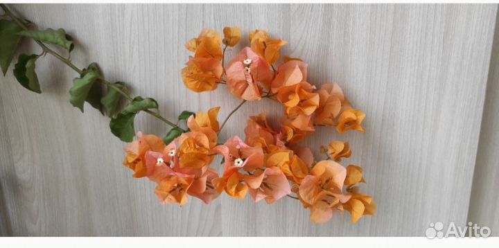 Бугенвиллия