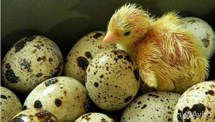 Инкубационное яйцо перепелов