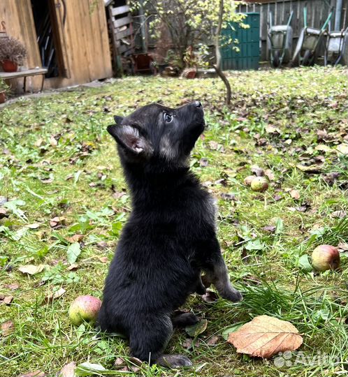 Щенок Трюфель