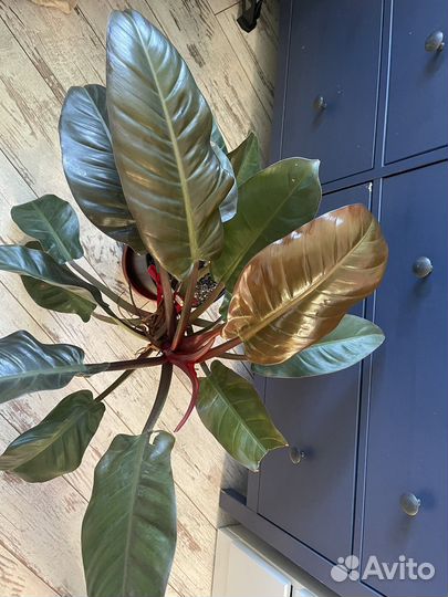 Филодендрон imperial red