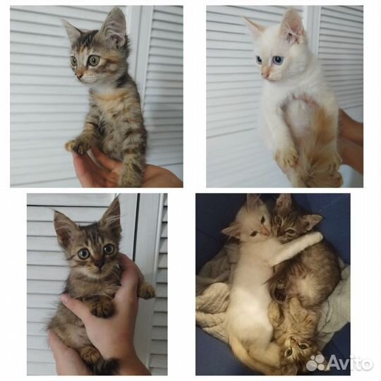 Котята в добрые руки