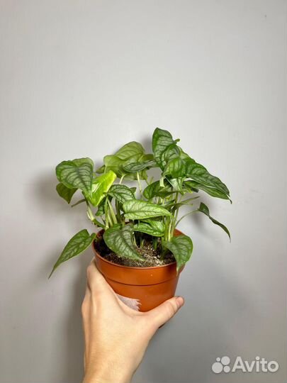 Монстера Сильтепекана