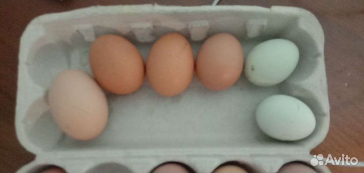 Домашние куриные яйца