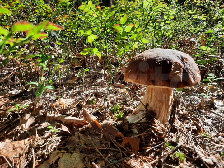 Участок 1,8 га (СНТ, ДНП)