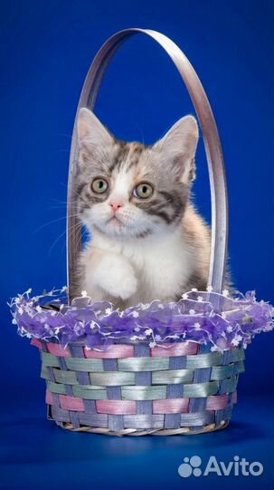 Американская короткошерстная кошечка