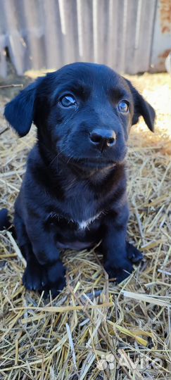 Собака в добрые руки отдам бесплатно