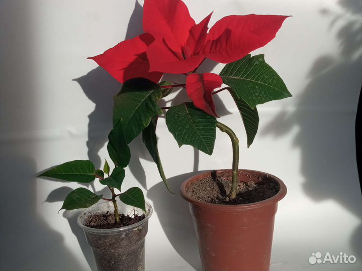 Араукария-комнатная ёлка, Пуансеттия. Хлорофитум