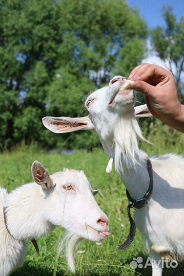 Молоко козье. Без запаха. От молодых коз