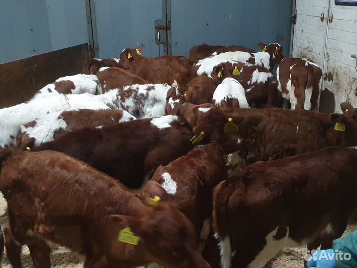Телята мясной породы бычки