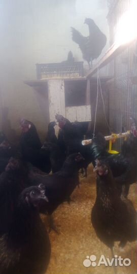 Продам петухов ухейилюй