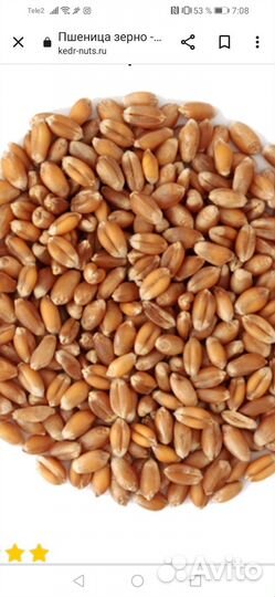 Анализ зерна