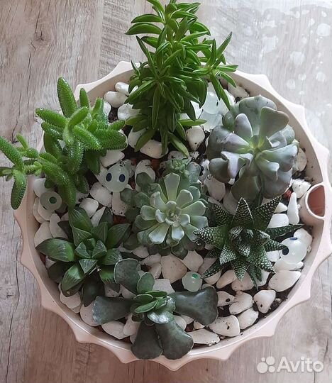 Суккуленты :Толстянка,Харвотия,Эхеверия,Адромискус