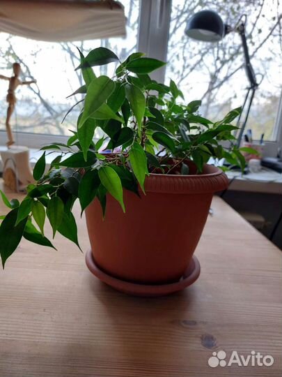 Фикус бенджамина в горшке