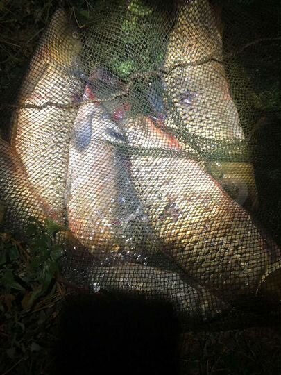 Участок 10 га (СНТ, ДНП)