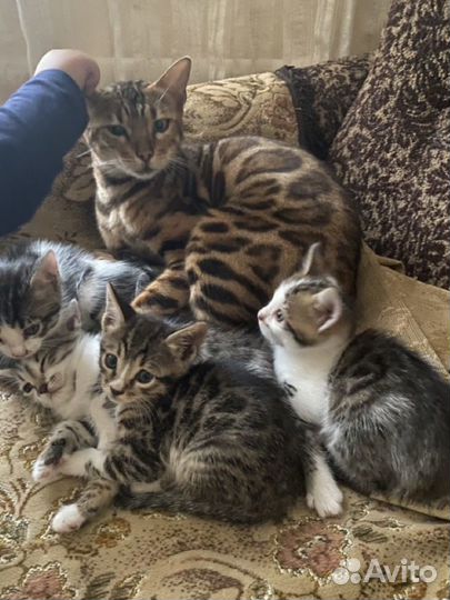 Бенгальская