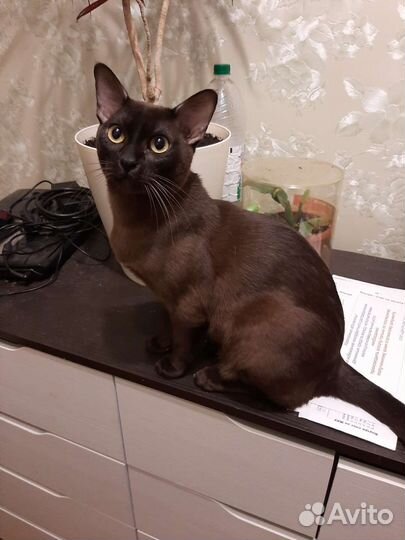 Бурманские котята