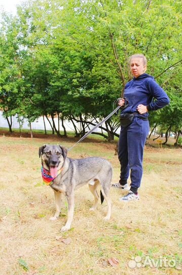 Небольшой пёс из приюта в добрые руки