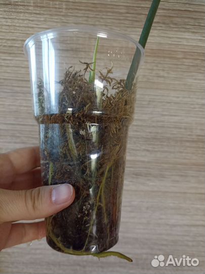 Филодендрон Майо