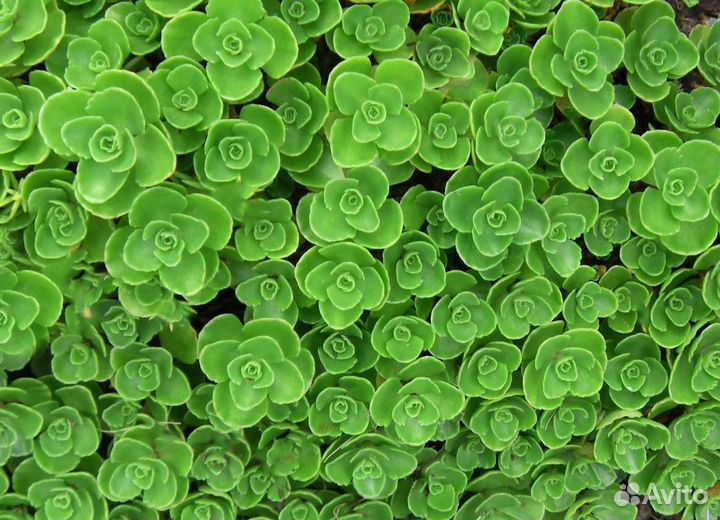 Фиалка Очиток рубин Почвопокровные многолетники