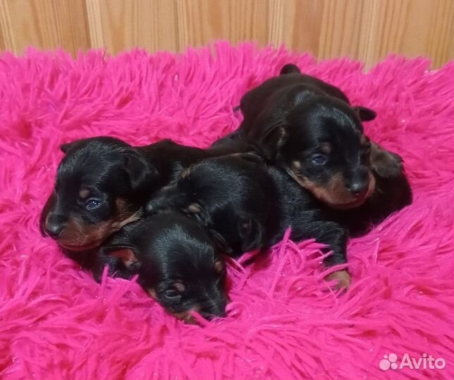 Цвергпинчер