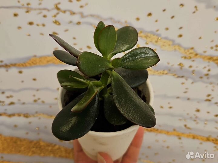Толстянка крассула денежное дерево