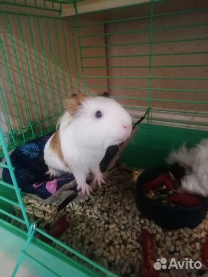 Морская свинка девочка