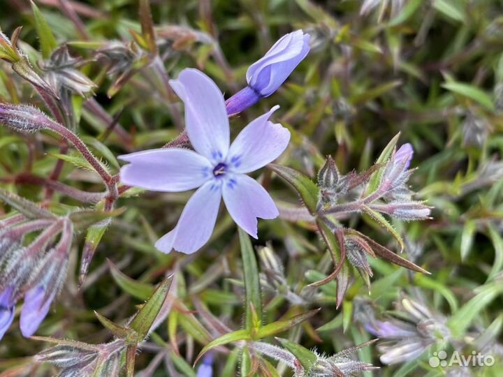 Флокс шиловидный Бонита и Эмеральд блу