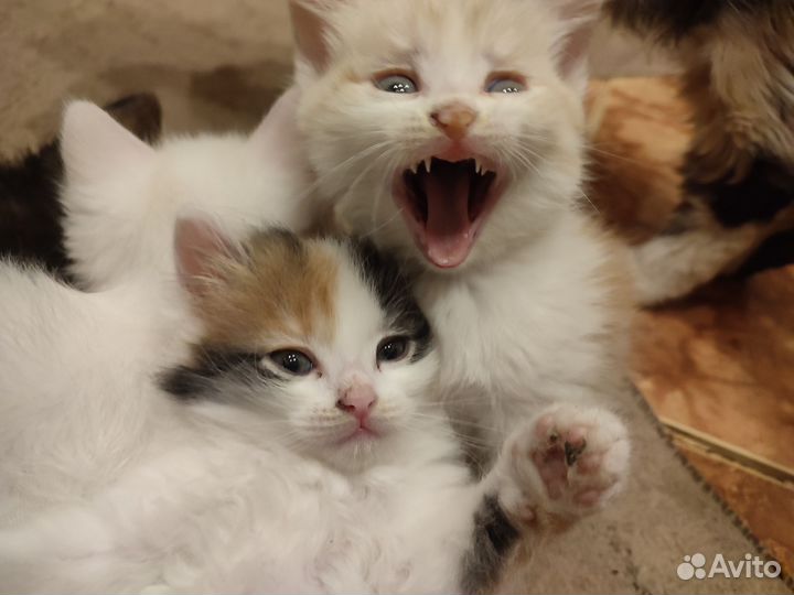 Отдам котят в добрые руки