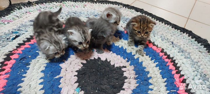 Шотландский вислоухий котёнок
