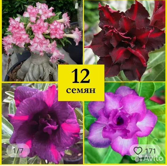 Адениум сеянцы