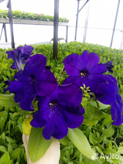 Рассада цветов