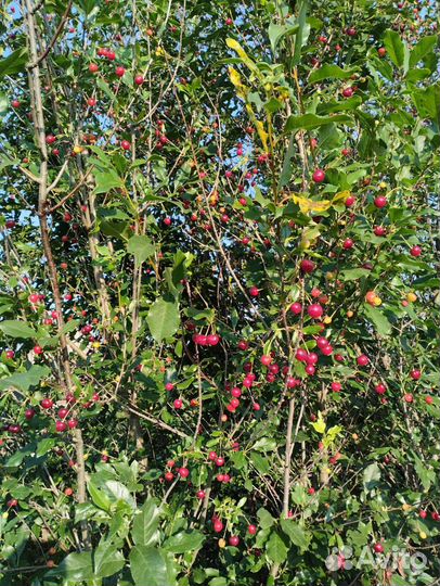 Вишня местная