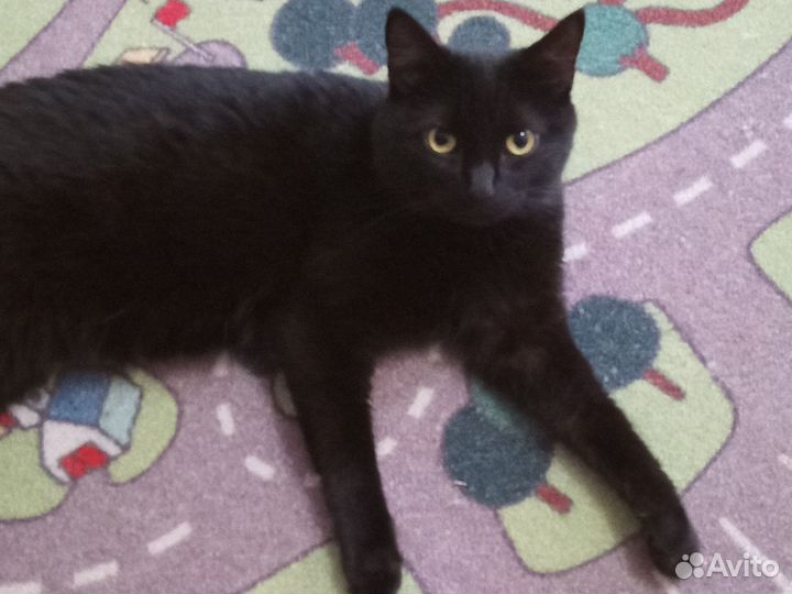 Котик ищет дом