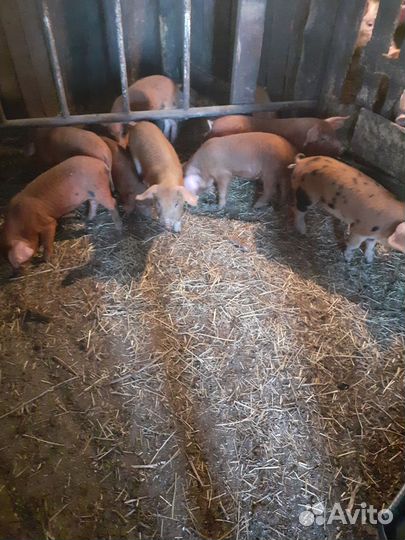 Продам поросята на племя