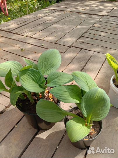 Хосты, гипсофила