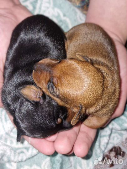 Цвергпинчеры