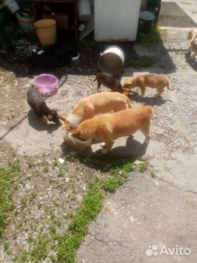 Маленькие собачки