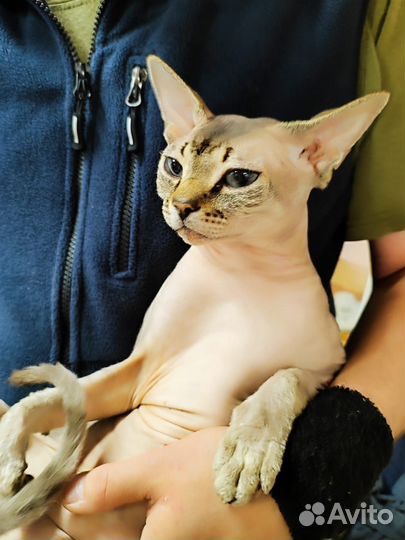 Канадский сфинкс