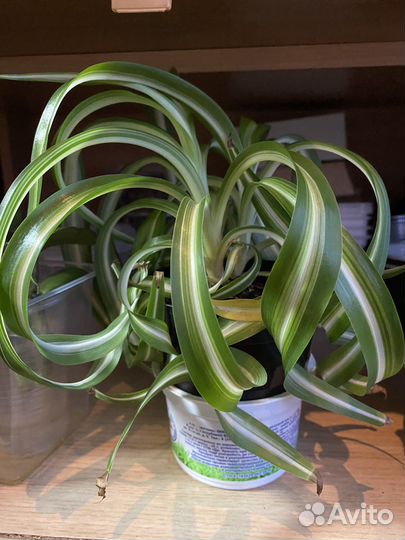 Хлорофитум кудрявый