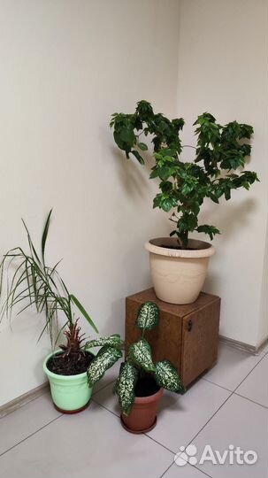 Комнатные цветы