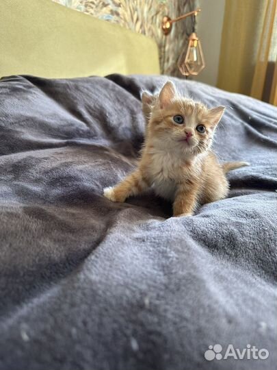 Котик 1 месяц