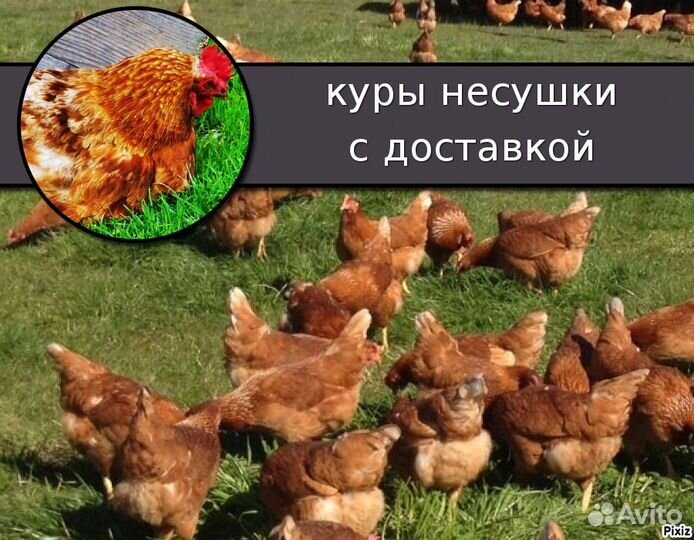 Куры несушки Ломан